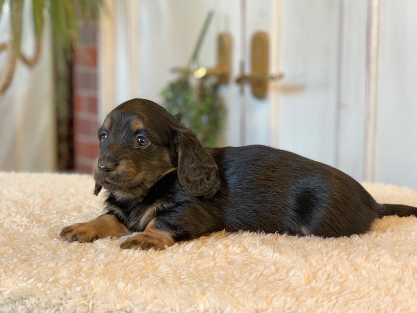 ミニチュア ダックスフンド ララcs & デンゼルAUST.CHの子犬 ブラタン 男の子（3）