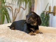 Miniature-Dachshund-B2513