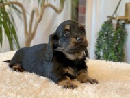 Miniature-Dachshund-B2515 Miniature-Dachshund-B2515