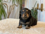 Miniature-Dachshund-B336