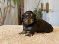 Miniature-Dachshund-B356