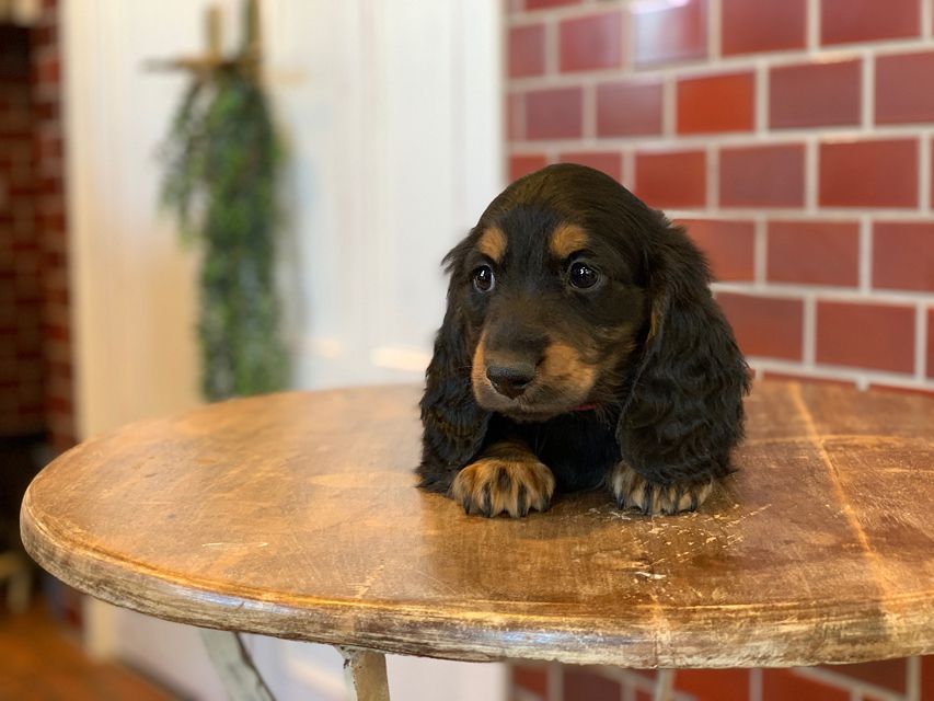 ミニチュア ダックスフンド ララcs & デンゼルAUST.CHの子犬 ブラタン 男の子（1）