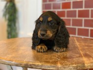 Miniature-Dachshund0011 Miniature-Dachshund0011