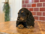 Miniature-Dachshund0012