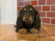 Miniature-Dachshund0020