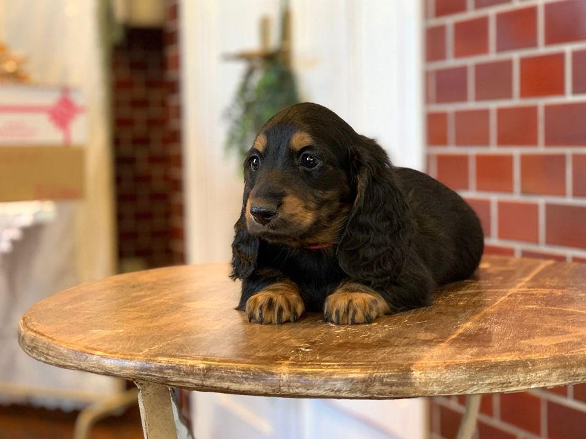 ミニチュア ダックスフンド ララcs & デンゼルAUST.CHの子犬 ブラタン 男の子（1）