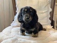 Miniature-Dachshund0081
