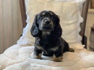 Miniature-Dachshund0085 Miniature-Dachshund0085