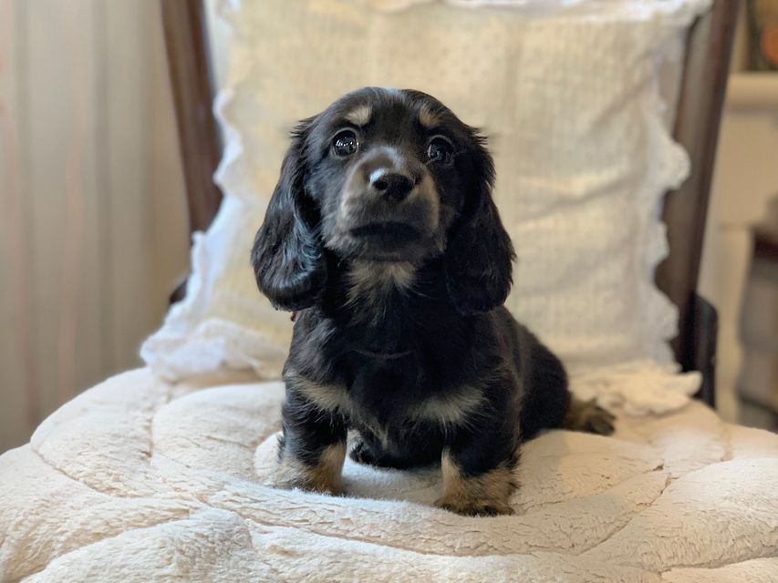 ミニチュア ダックスフンド ターシャ & ブルースの子犬 ブラックイエロー(ブラッククリーム) 男の子(1)Miniature-Dachshund0085 ミニチュア ダックスフンド ターシャ & ブルースの子犬 ブラックイエロー(ブラッククリーム) 男の子(1)