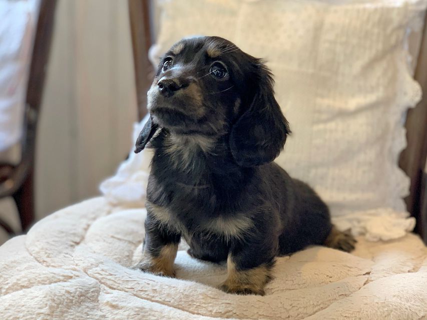 ミニチュア ダックスフンド ターシャ & ブルースの子犬 ブラックイエロー(ブラッククリーム) 男の子(1)Miniature-Dachshund0089 ミニチュア ダックスフンド ターシャ & ブルースの子犬 ブラックイエロー(ブラッククリーム) 男の子(1)