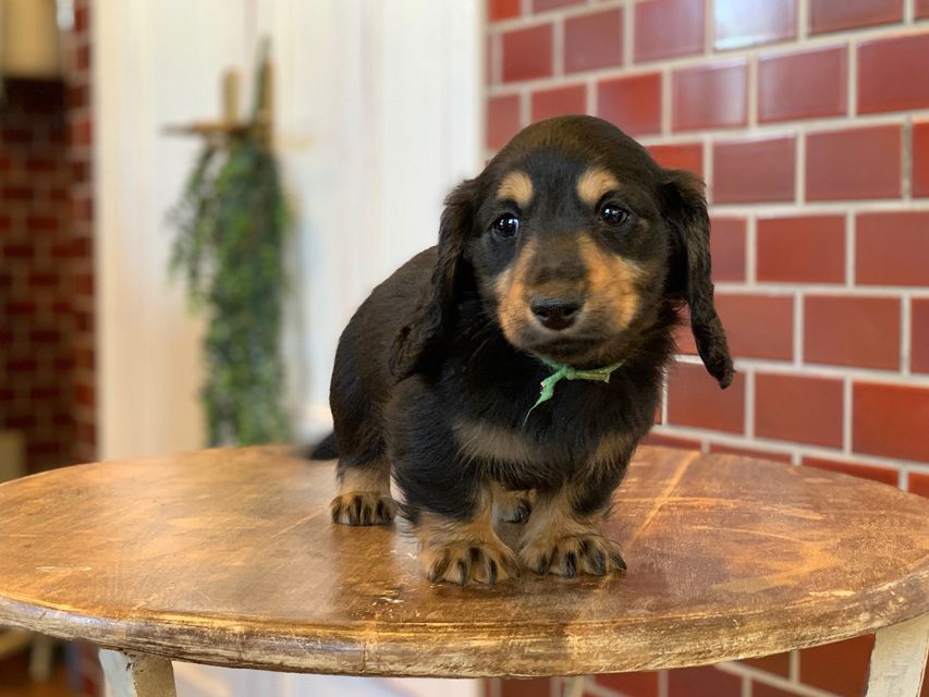 ミニチュア ダックスフンド ララcs & デンゼルAUST.CHの子犬 ブラタン 男の子（2）