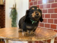 Miniature-Dachshund0138 Miniature-Dachshund0138