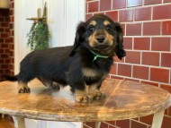 Miniature-Dachshund0144