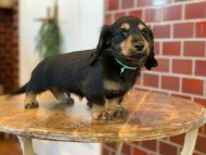 Miniature-Dachshund0145
