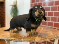 Miniature-Dachshund0151