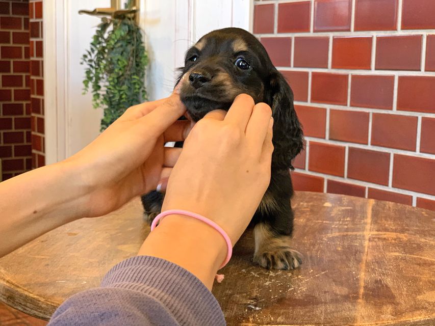 ミニチュア ダックスフンド ララcs & デンゼルAUST.CHの子犬 ブラタン 男の子（3）