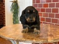 Miniature-Dachshund0261