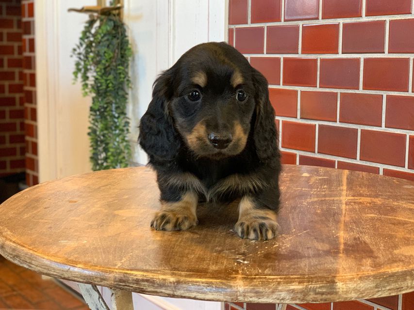 ミニチュア ダックスフンド ララcs & デンゼルAUST.CHの子犬 ブラタン 男の子（3）