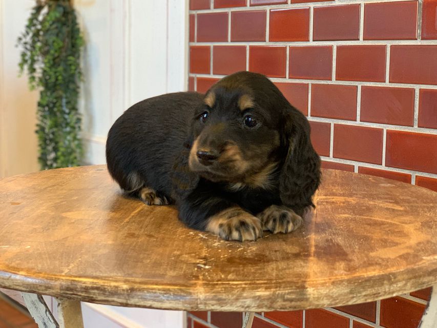 ミニチュア ダックスフンド ララcs & デンゼルAUST.CHの子犬 ブラタン 男の子（3）