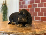 Miniature-Dachshund0269 Miniature-Dachshund0269
