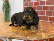Miniature-Dachshund0274 Miniature-Dachshund0274
