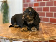 Miniature-Dachshund0275 Miniature-Dachshund0275
