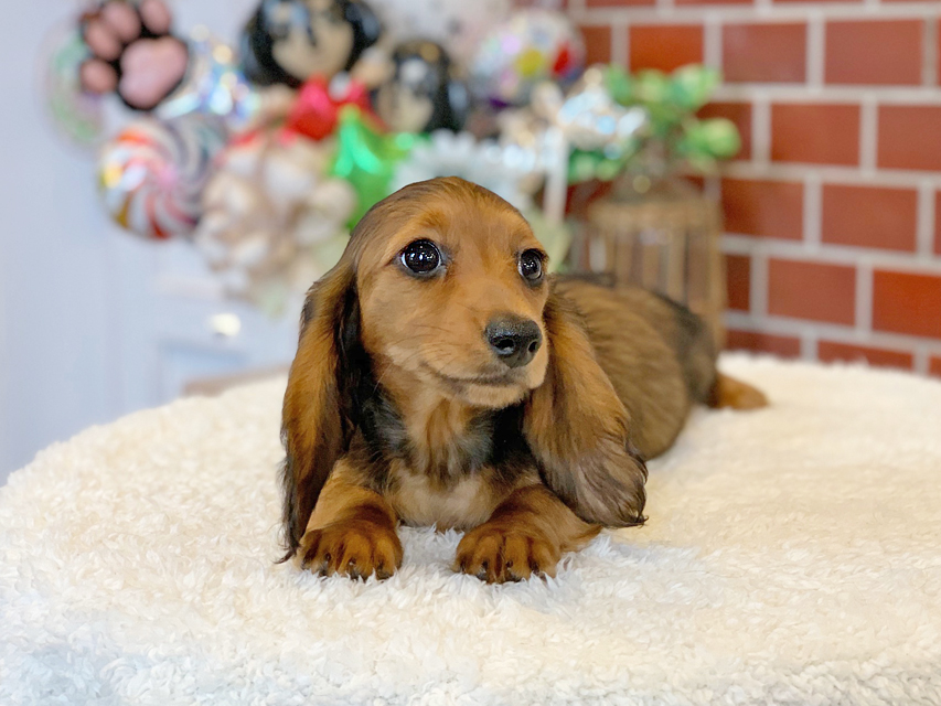 ミニチュアダックスフンド ルーシー & ジムダンデイの子犬 レッド 女の子(1)Miniature-Dachshund06 ミニチュアダックスフンド ルーシー & ジムダンデイの子犬 レッド 女の子(1)