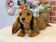 Miniature-Dachshund07