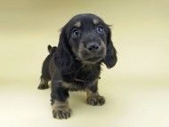 Miniature-Dachshund0785