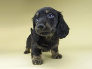 Miniature-Dachshund0786