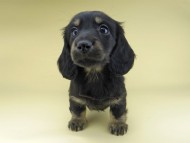 Miniature-Dachshund0792