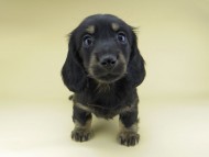 Miniature-Dachshund0793