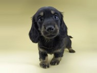 Miniature-Dachshund0796