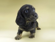 Miniature-Dachshund0797