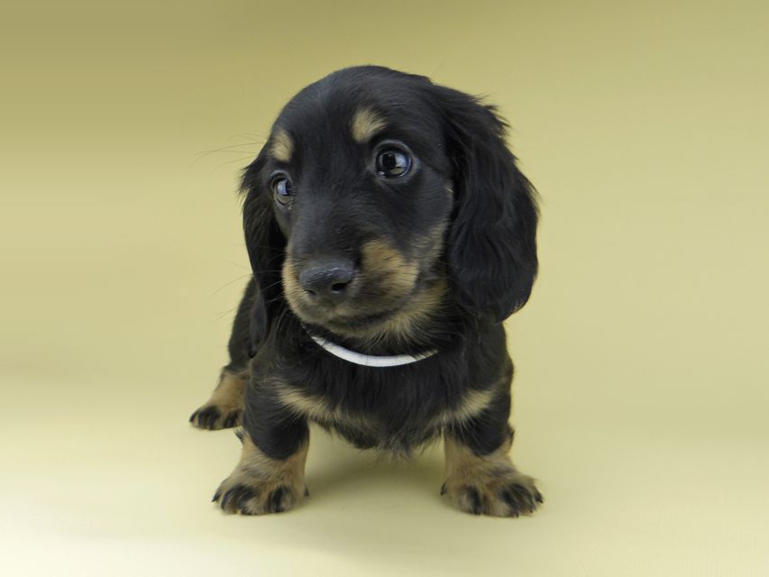 ミニチュア ダックスフンド ターシャ & ブルースの子犬 ブラックイエロー（ブラッククリーム） 男の子（2）