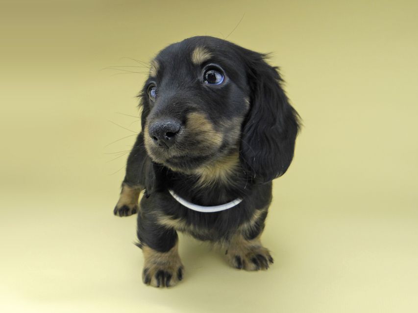 ミニチュア ダックスフンド ターシャ & ブルースの子犬 ブラックイエロー（ブラッククリーム） 男の子（2）