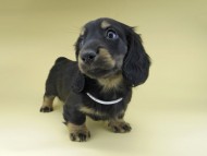 Miniature-Dachshund0812 Miniature-Dachshund0812