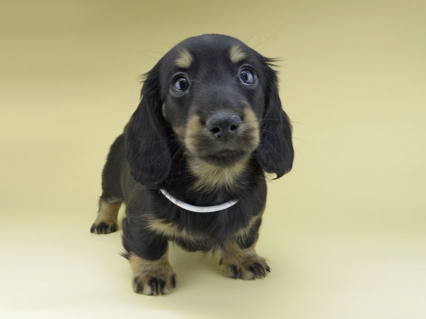 ミニチュア ダックスフンド ターシャ & ブルースの子犬 ブラックイエロー（ブラッククリーム） 男の子（2）