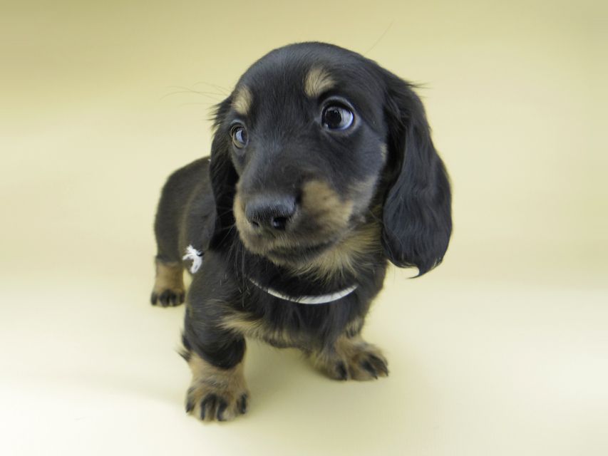 ミニチュア ダックスフンド ターシャ & ブルースの子犬 ブラックイエロー（ブラッククリーム） 男の子（2）