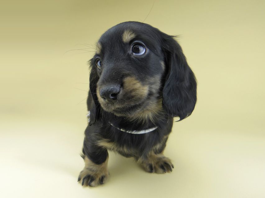 ミニチュア ダックスフンド ターシャ & ブルースの子犬 ブラックイエロー（ブラッククリーム） 男の子（2）