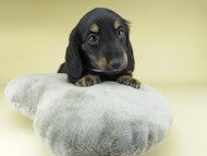Miniature-Dachshund0853