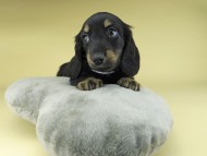 Miniature-Dachshund0854 Miniature-Dachshund0854