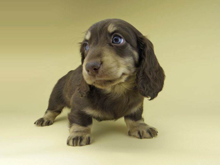 ミニチュア ダックスフンド ターシャ & ブルースの子犬 チョコイエロー（チョコクリーム） 男の子