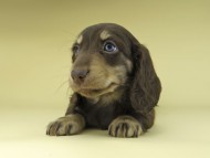 Miniature-Dachshund0862