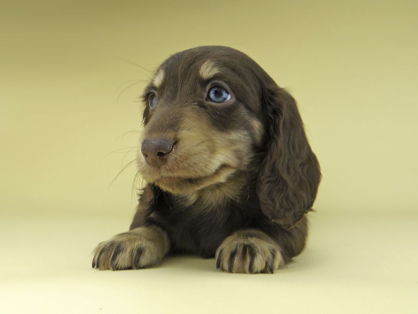 ミニチュア ダックスフンド ターシャ & ブルースの子犬 チョコイエロー（チョコクリーム） 男の子