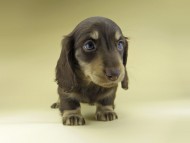 Miniature-Dachshund0869