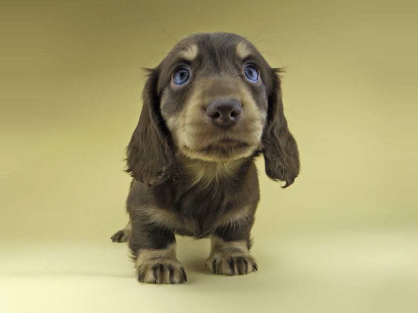 ミニチュア ダックスフンド ターシャ & ブルースの子犬 チョコイエロー（チョコクリーム） 男の子