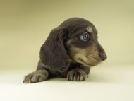 Miniature-Dachshund0871 Miniature-Dachshund0871