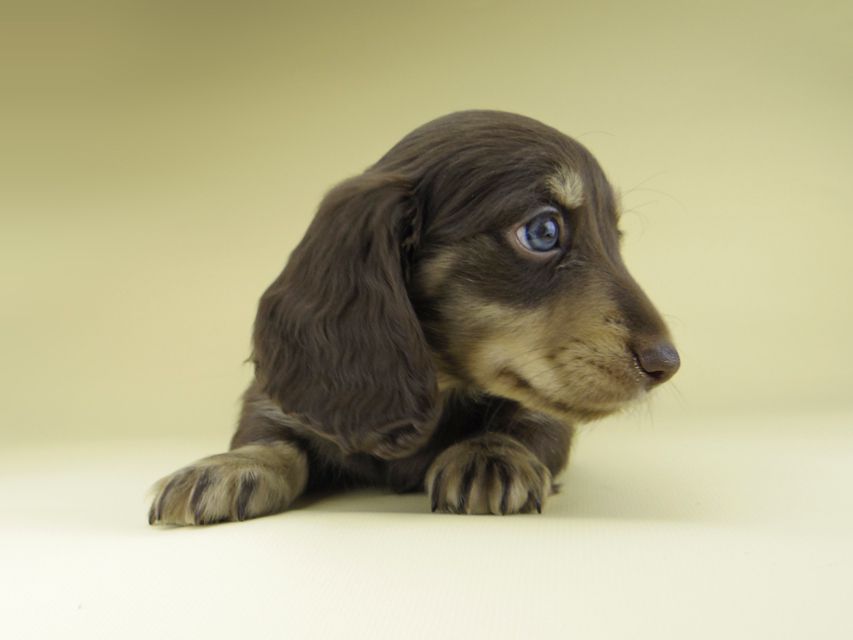 ミニチュア ダックスフンド ターシャ & ブルースの子犬 チョコイエロー（チョコクリーム） 男の子