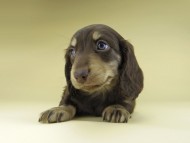 Miniature-Dachshund0872